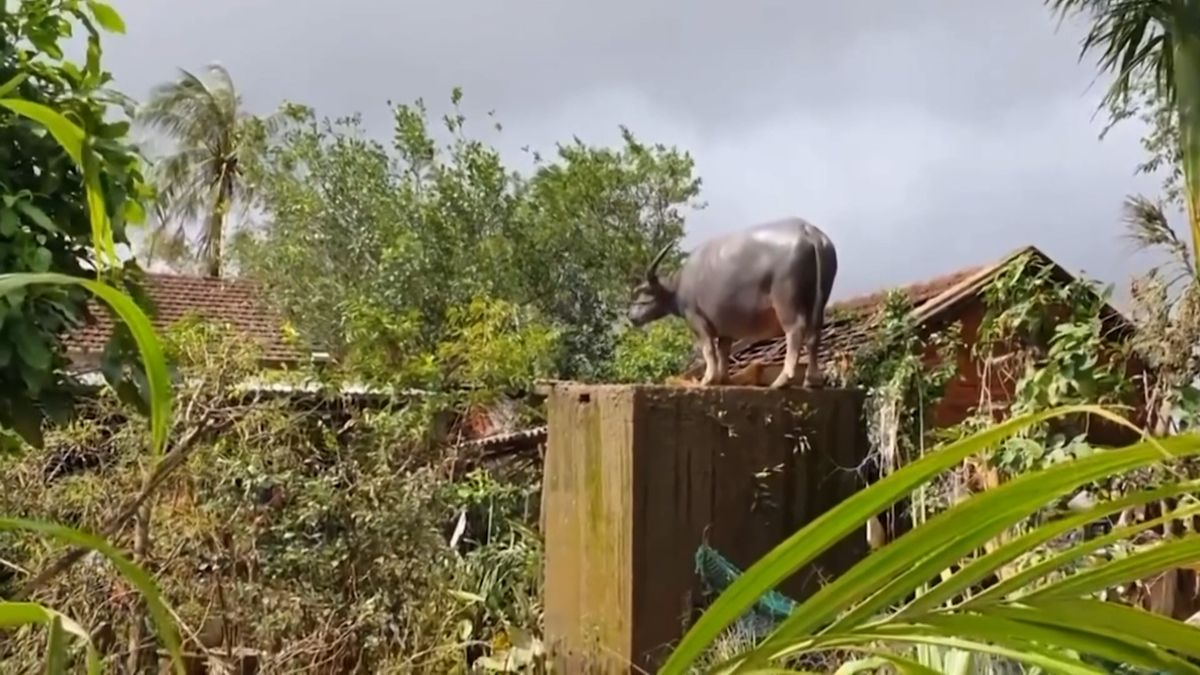 Povodně odnesly buvola na betonový kvádr, zachránili jej vojáci